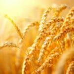 Weizen & Co: Alte Getreidesorten neu entdeckt